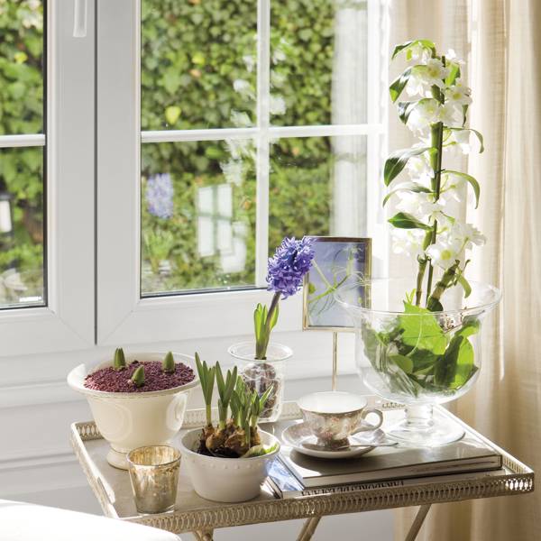 Cómo cuidar bien las orquídeas para que decorar tu casa con elegancia y delicadeza