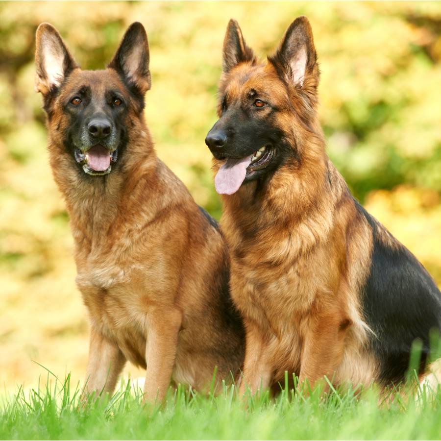 German Shepherd, everything you need to know about one of the most intelligent breeds in the world