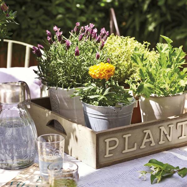 5 plantas baratas que puedes poner para ahuyentar el pulgón de las plantas en la terraza o jardín