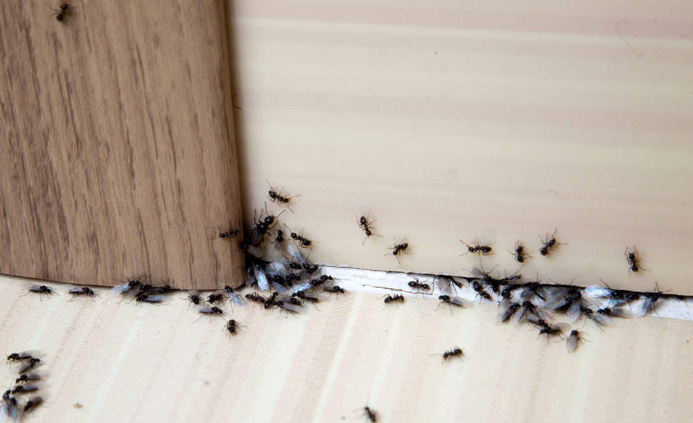 hormigas-en-la-puerta