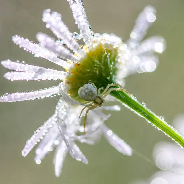 Arañas blancas en las plantas: qué es y remedios para combatir esta plaga