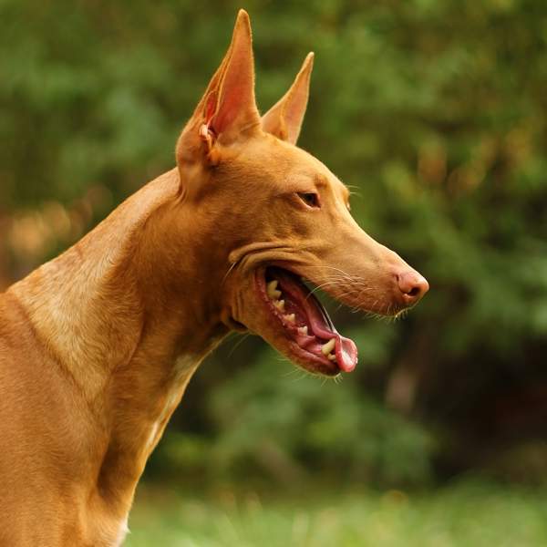 Podenco: uno de los perros de caza que más se adoptan en España
