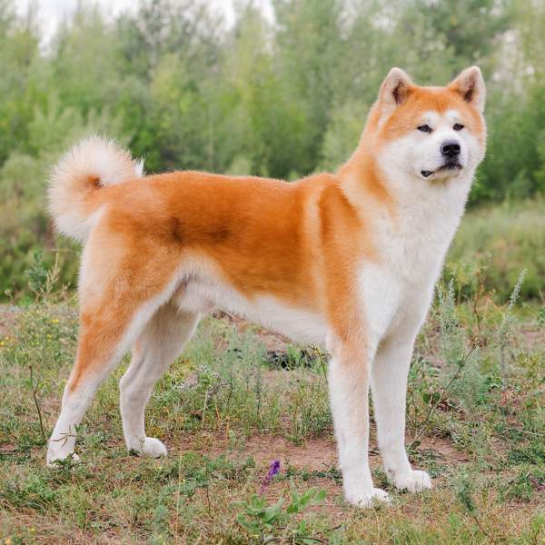 Akita inu: el perro japonés que enamora por su lealtad y belleza