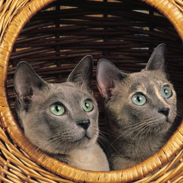 Gato tonkinés: la raza que surgió del cruce de un siamés y un burmés