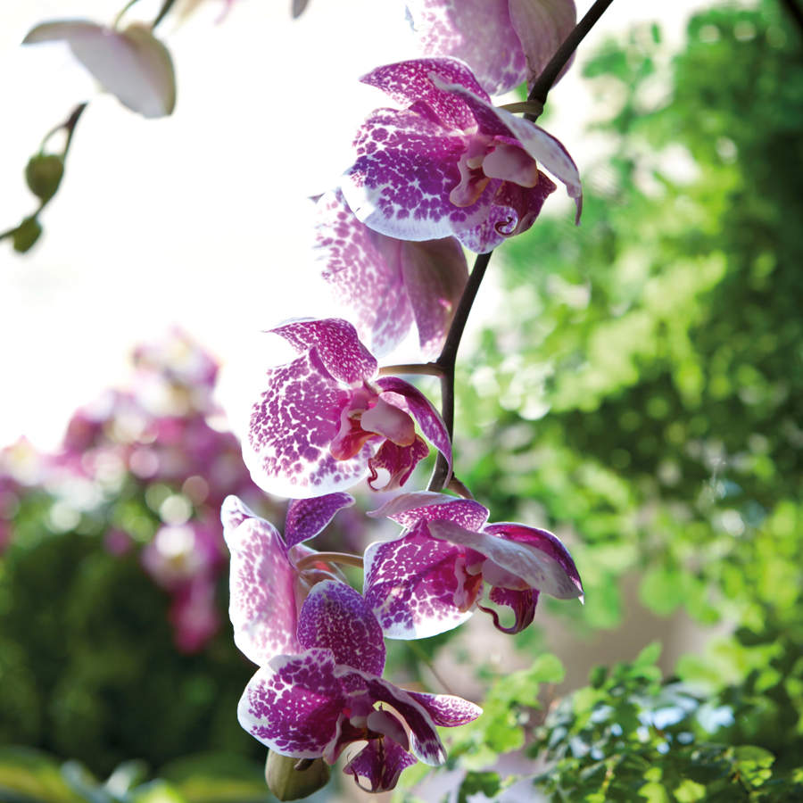 Trucos para orquídeas.