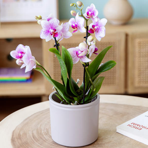 Estos son los 8 trucos infalibles que harán que tu orquídea florezca cada año