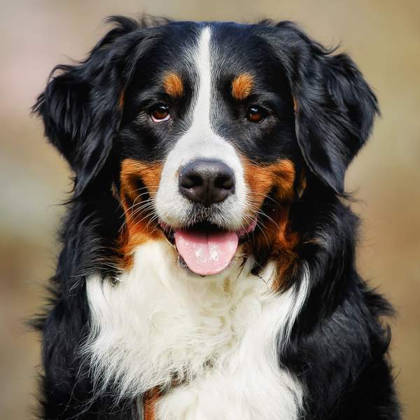 Boyero de Berna: un perro de montaña perfecto para la vida en el campo 