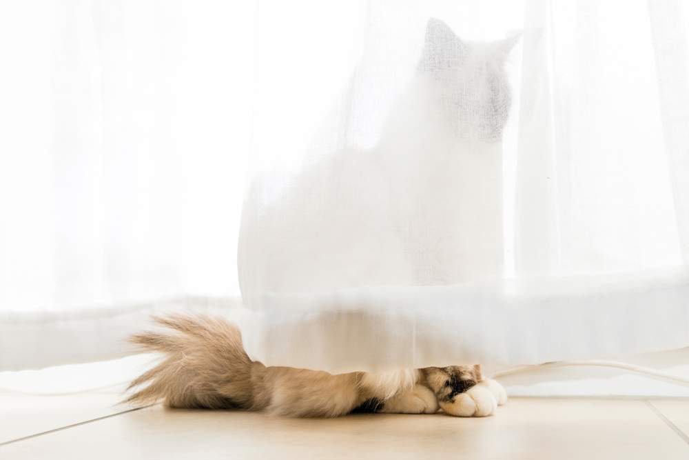 Gato detrás de una cortina