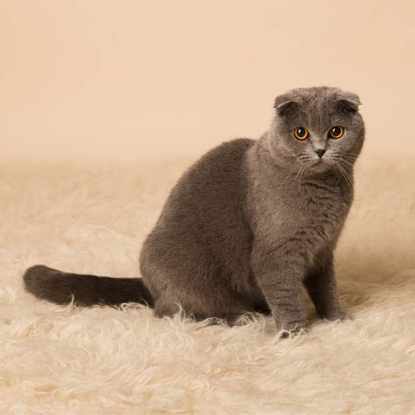 Todo sobre el scottish fold: el gato escocés que parece de peluche