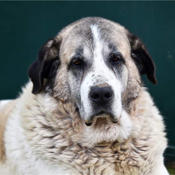 Mastín del Pirineo: un excelente perro guardián con un carácter noble y calmado