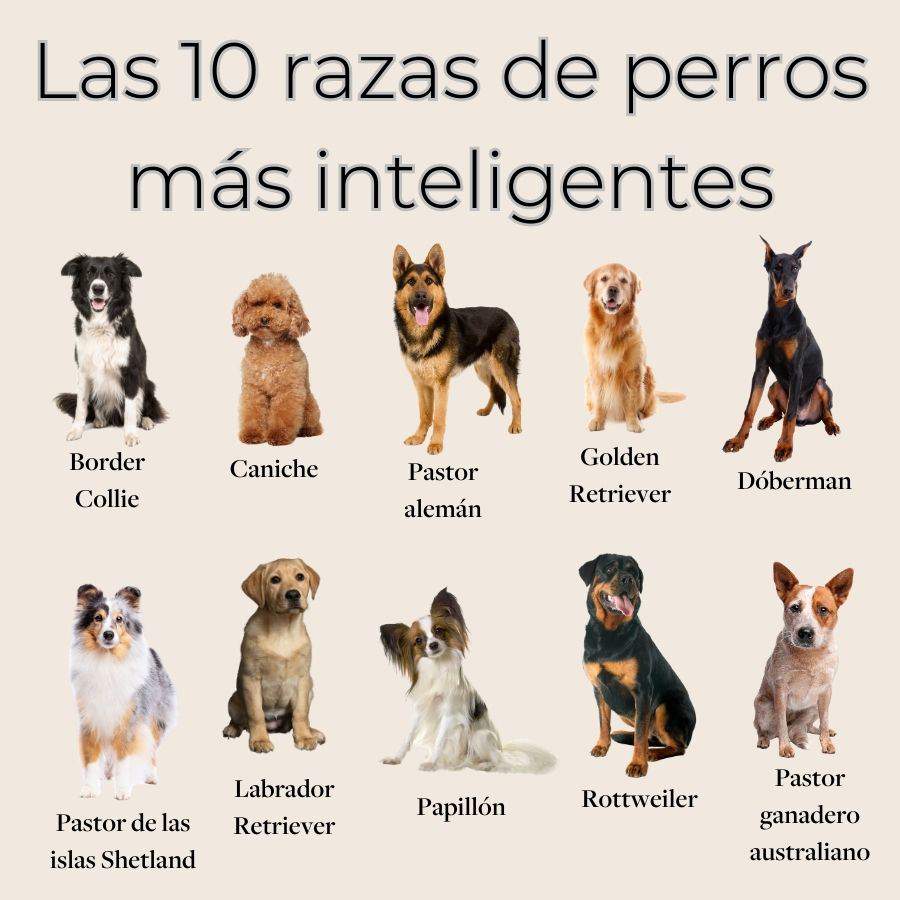 Riego Fundador Descompostura Las 20 razas de perros más inteligentes del mundo