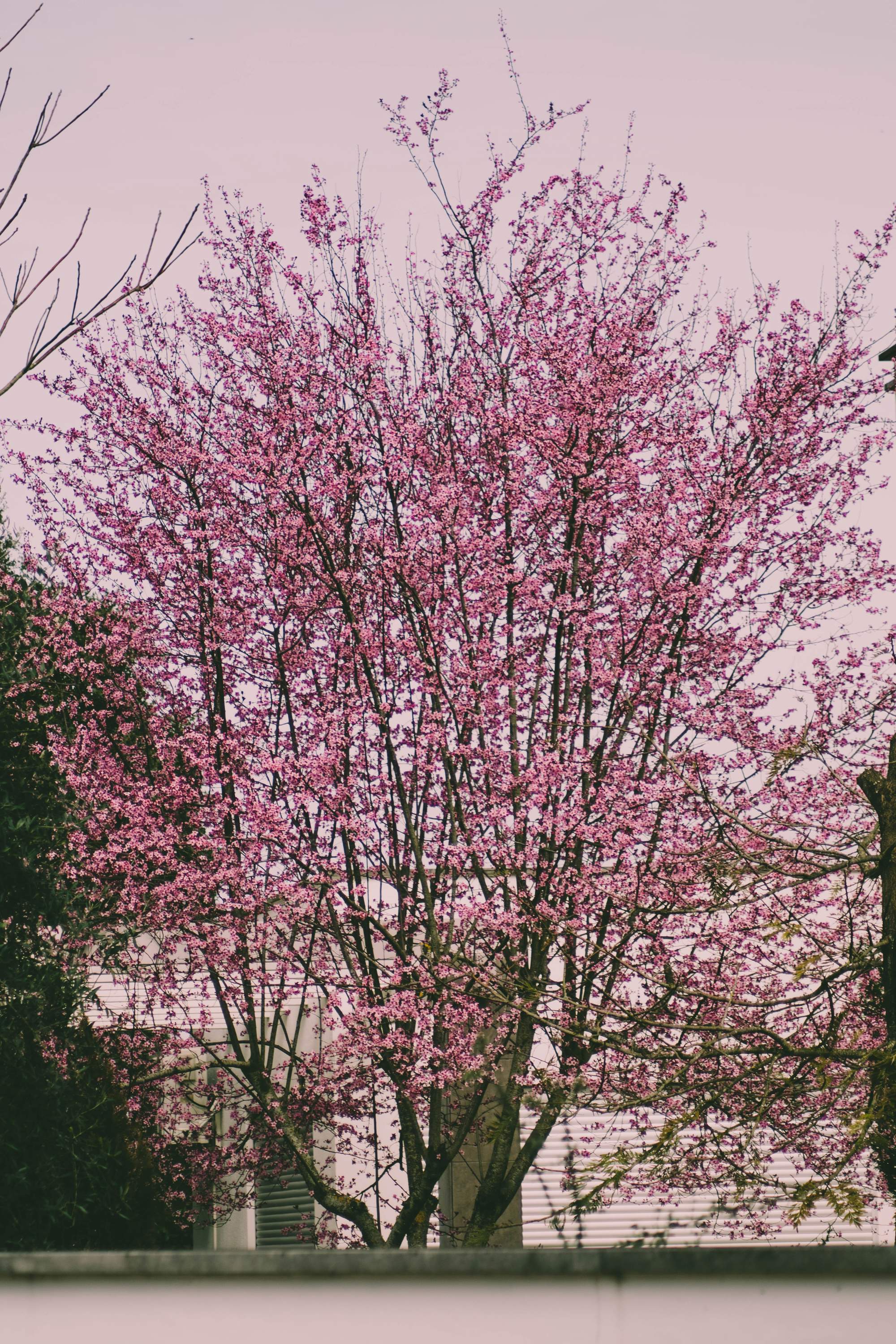 Árbol de Prunus Pisardi.