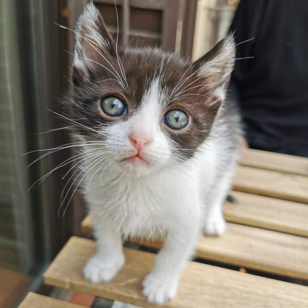 El vídeo y las fotos más adorables de gatitos que verás hoy
