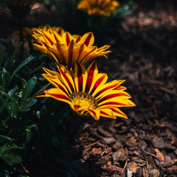 La gazania, la planta de exterior de una bella floración para decorar tu jardín