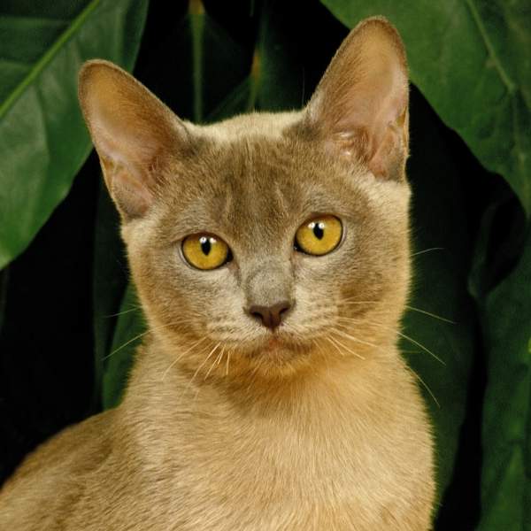 Gato burmés: la raza oriental que todas las familias con niños y mascotas buscan