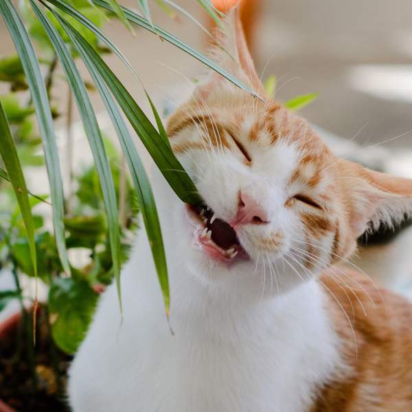 ¿Tu gato se come las plantas? Estos 3 trucos que arrasan en TikTok son muy efectivos y evitarán que las muerda
