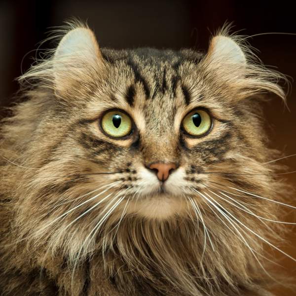 Gato curl americano, la original raza de gatos con las orejas rizadas