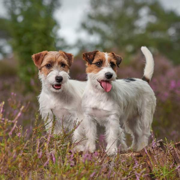 Jack russell terrier, la raza de perro de caza que se hizo famosa por una serie de la tele