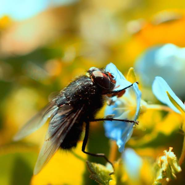 Cómo eliminar la mosca negra: así evitas su mordedura y proteges las plantas con estos ingredientes que seguro tienes en casa