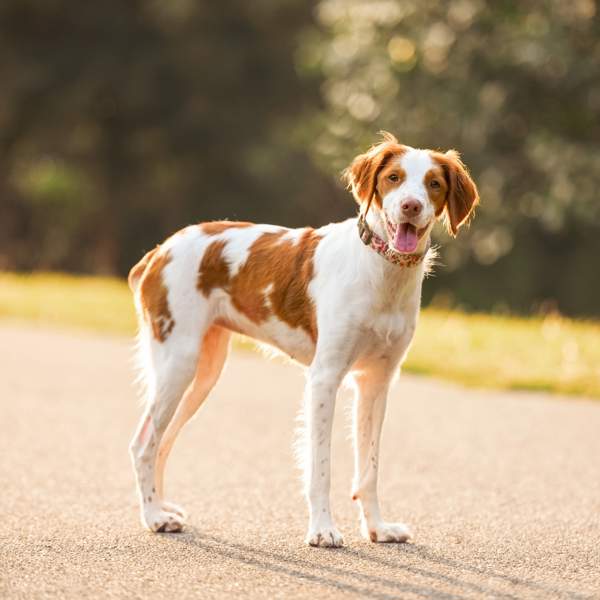 Spaniel bretón, un perro de caza que también es una mascota dulce y familiar