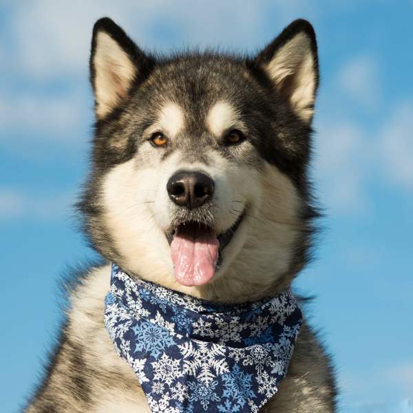 Alaskan Malamute: un perro noble, fiel y cariñoso con el aspecto de un lobo