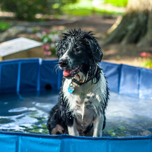 Las 6 mejores piscinas para perros de Amazon y otras tiendas de animales: ¡las más baratas y resistentes para verano!
