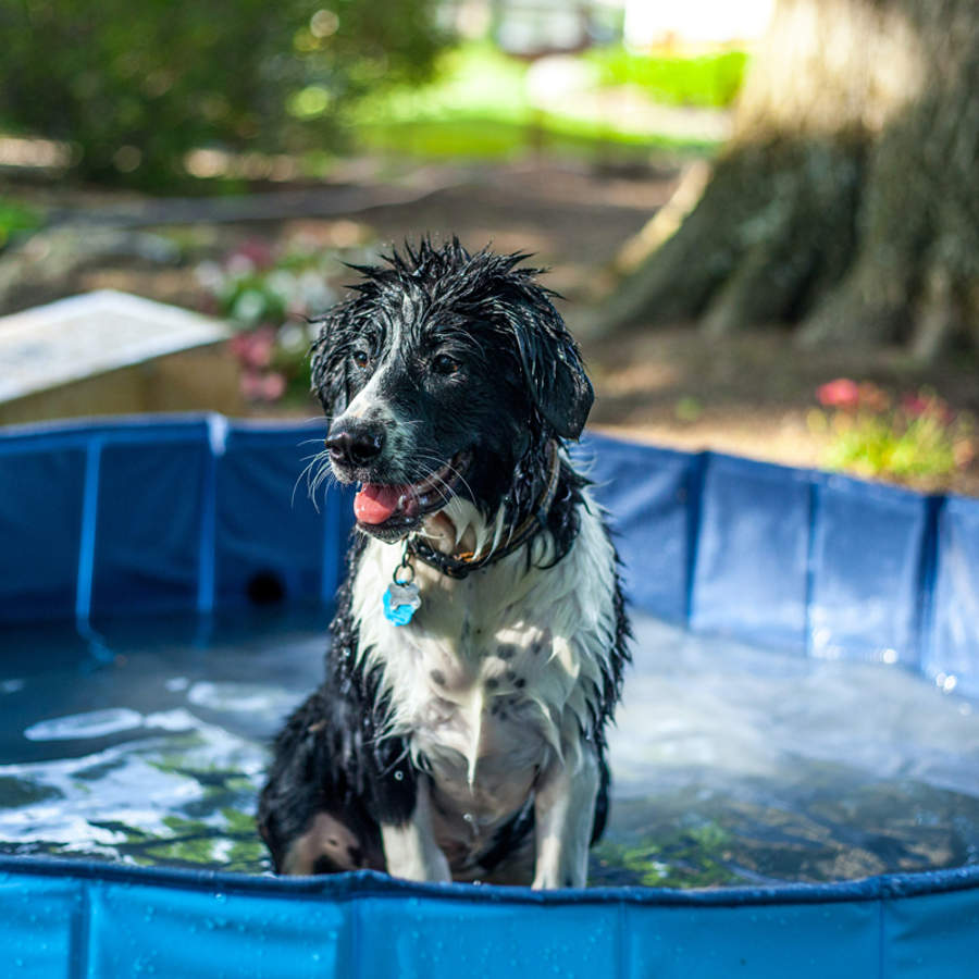 30 Piscinas y accesorios para perros muy divertidos para que disfruten un  verano sin calor