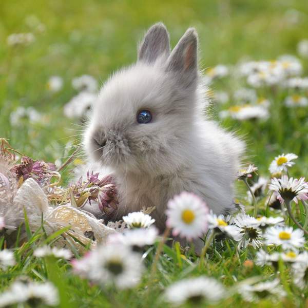 Razas de conejos: estas son las 6 clases de conejos más deseadas