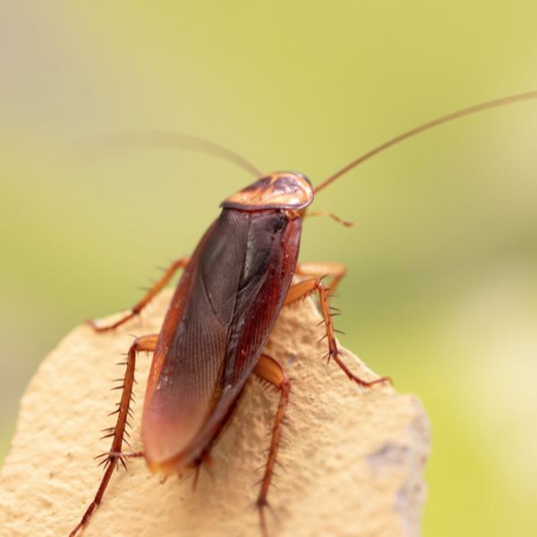 ¿Has encontrado una cucaracha pequeña en casa? Te explicamos cómo eliminarlas con vinagre o bicarbonato 