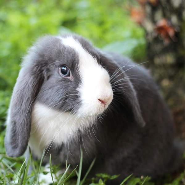 Conejo belier: todo sobre la famosa raza de conejos con las orejas caídas