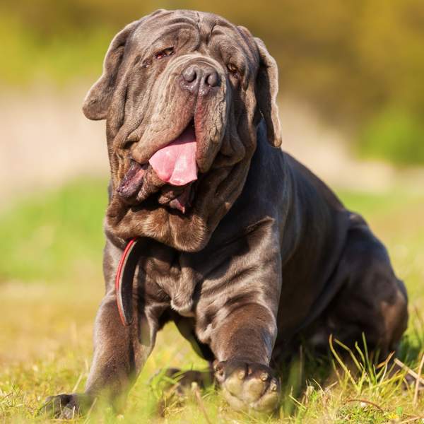 Mastín napolitano: un perro de gran tamaño con un corazón aún mayor