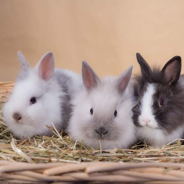 Conejo enano o toy: todos los secretos de la mascota más deseada por los niños