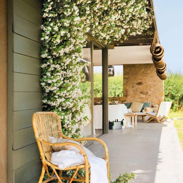 Las 6 plantas de exterior más resistentes a las plagas con las que decorar tu jardín o terraza