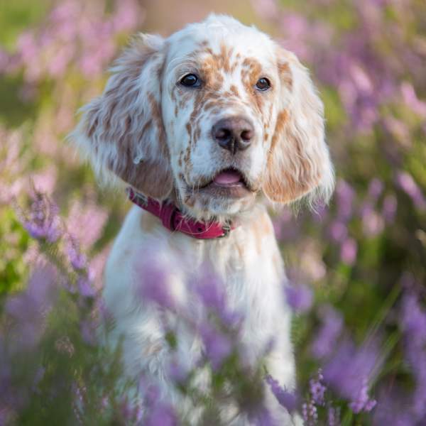 Setter inglés: un perro de caza hecho para la vida activa
