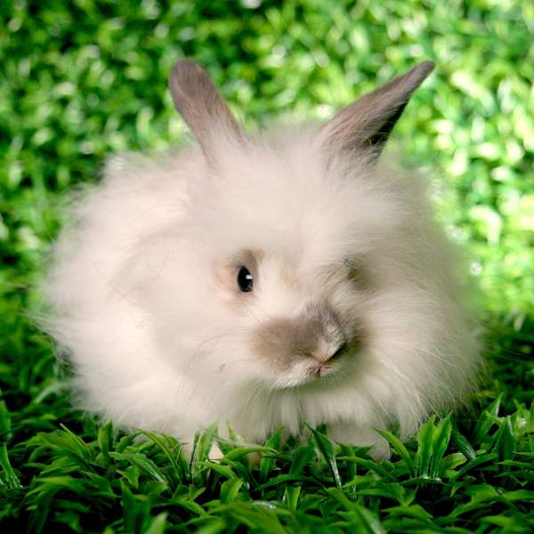 Conejo de Angora: el más suave y peludo de entre todos los conejos domésticos