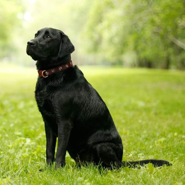 Labrador negro: ¿sabías que es el más inteligente de la raza labrador retriever?