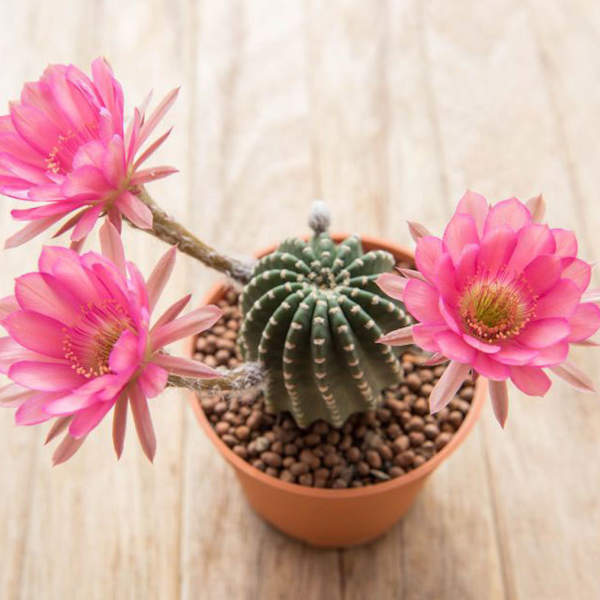 Descubre cuáles son los cactus con flores más bellos, resistentes y fáciles de cuidar.