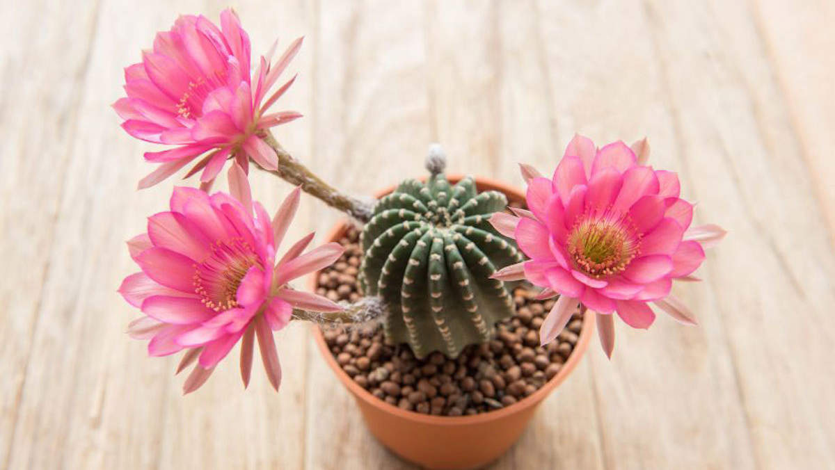 Descubre cuáles son los cactus con flores más bellos, resistentes y fáciles de cuidar 