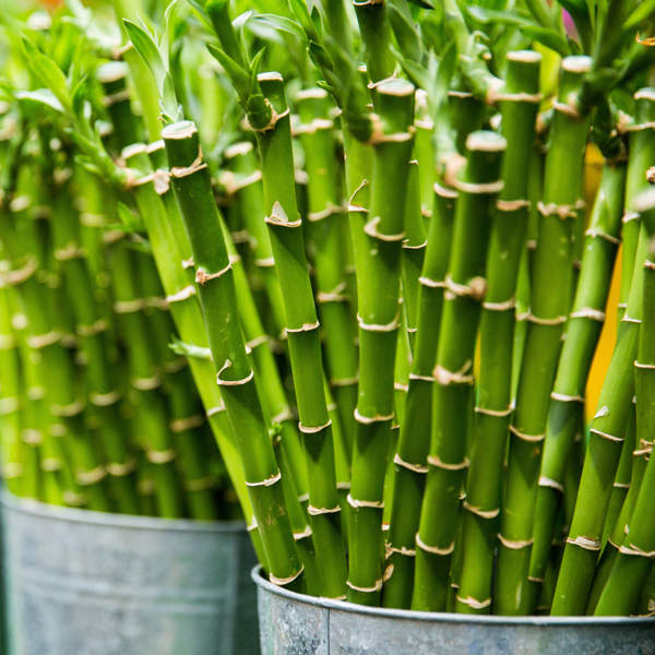 Planta de bambú: todo lo que debes saber para plantar y cuidar la planta de la buena suerte