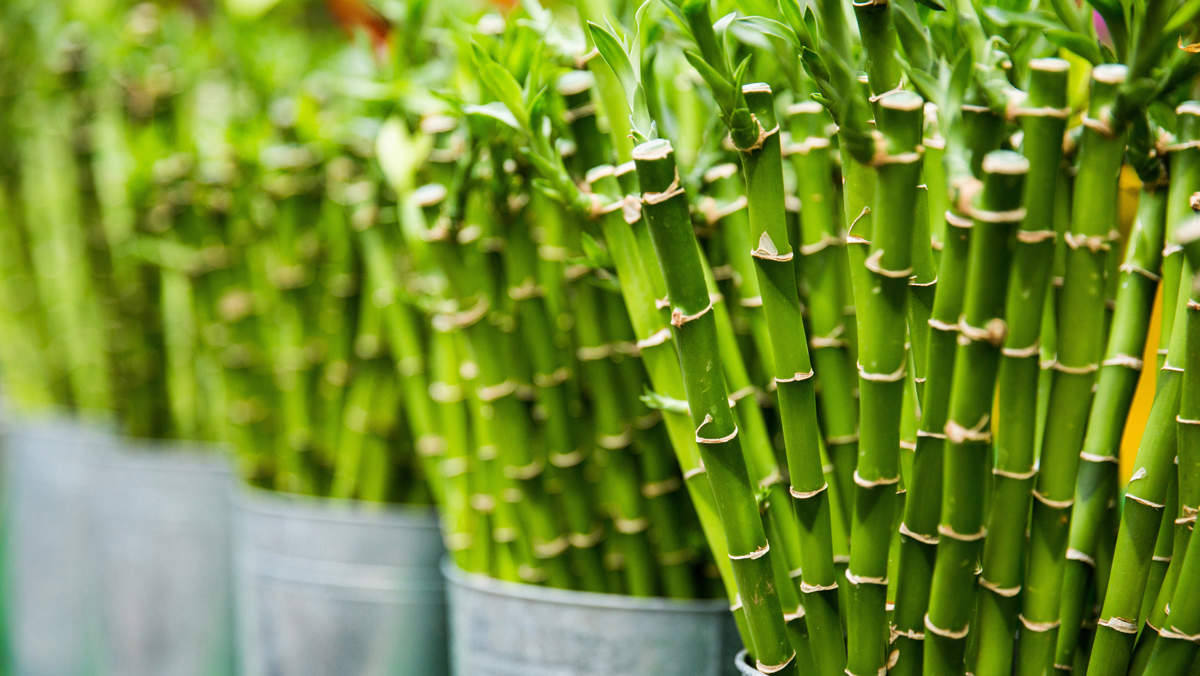 Planta de bambú: todo lo que debes saber para plantar y cuidar la planta de la buena suerte