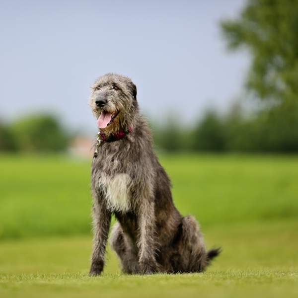 Lobero irlandés: la raza de perros más alta del mundo viene de Irlanda