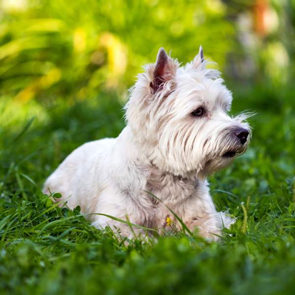 West highland white terrier o westy: un perro pequeño con el pelo blanco y un carácter único