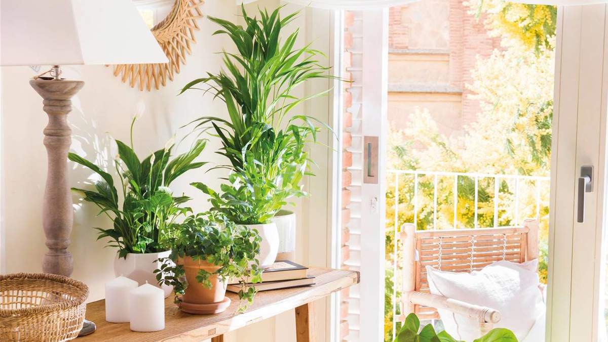 5 cosas que SÍ y 5 que NO deberías hacer con tus plantas para evitar que se marchiten