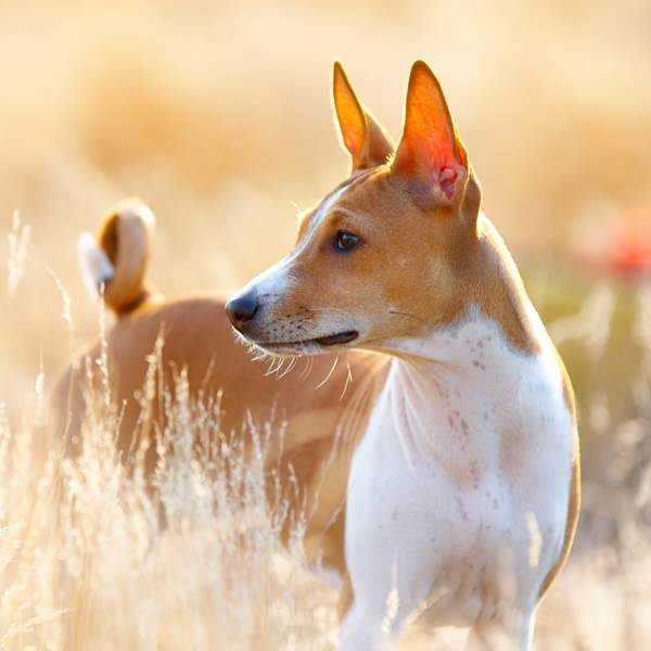 Basenji: esta raza de perros que no ladra es también la más antigua del mundo