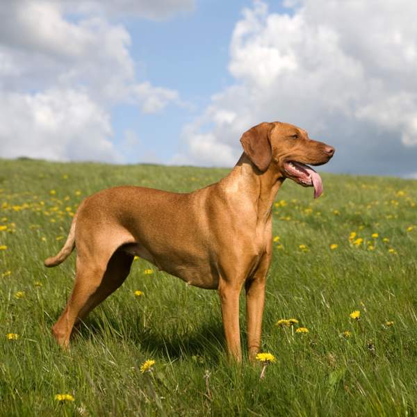 Braco húngaro: un elegante perro de caza de gran tamaño, también llamado vizsla