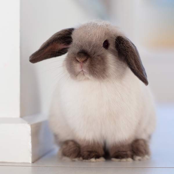 Conejo mini lop: la versión en miniatura del belier