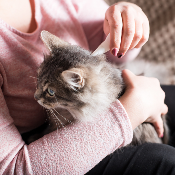 Cómo prevenir y tratar las pulgas en gatos: guía completa con todo lo que necesitas saber