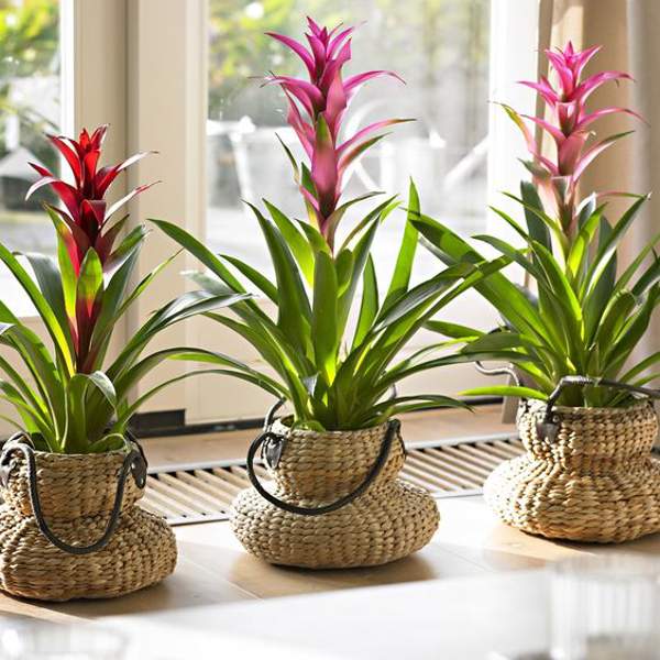 Una forma de darle vida a la casa es con plantas con color. Son duraderas y decoran de forma fácil.