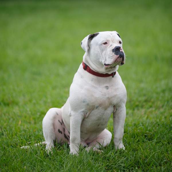Bulldog americano: una imponente raza de perros que destaca por su valentía