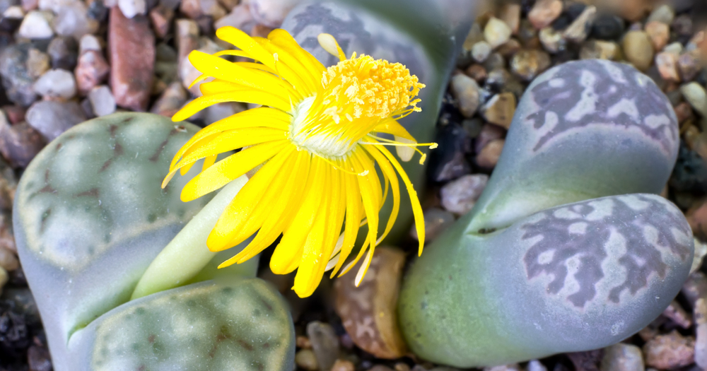 Flor cactus piedra